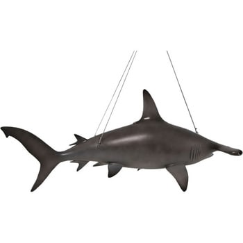 fr190101 ハンマーヘッド・シャーク / Scalloped Hammerhead Shark 6ft
