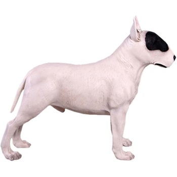 fr150238wh ブルテリア・ホワイト / Bull Terrier 1個 Heinimex 【通販