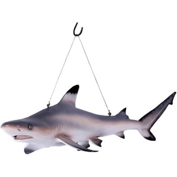 fr100074 ツマグロ / Black Tip Reef Shark Heinimex 1個