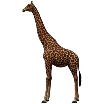 fr140039 巨大なキリン / Giraffe 18ft． 1個 Heinimex 【通販モノタロウ】