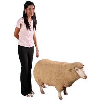 Fr メリノ種の雌ひつじ Merino Ewe Head Up 1個 Heinimex 通販モノタロウ