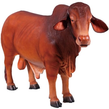 fr150092 ドラフトマスター雄牛 / Droughtmaster Bull Heinimex