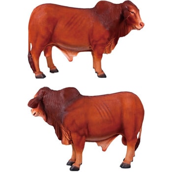 fr150092 ドラフトマスター雄牛 / Droughtmaster Bull Heinimex fr150092 ドラフトマスター雄牛 / Droughtmaster Bull Heinimex