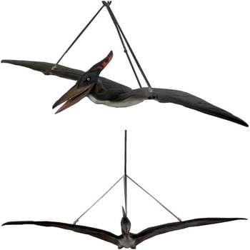 fr110062 ベビープテラノドン / Baby Pteranodon 1個 Heinimex