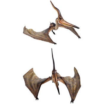 fr140072 プテラノドン・144cm / Pteranodon Ingens Heinimex 1