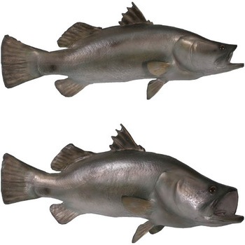 fr100102 バラマンディ / Barramundi 1個 Heinimex 【通販モノタロウ】