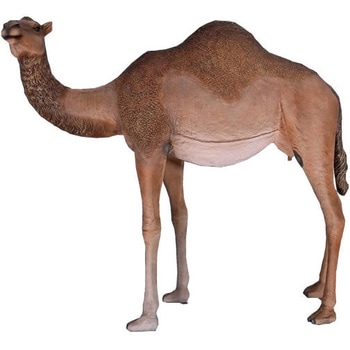 fr130007 雌のひとコブラクダ / Dromedary Camel - Female 1個
