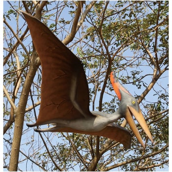 fr140025 プテラノドン3m / Pteranodon 10ft． Heinimex 1個