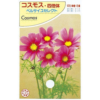 コスモス四倍体 ベルサイユセレクト 福花園