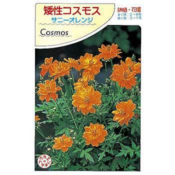 矮性コスモス サニーオレンジ 1袋 1ml 福花園 通販サイトmonotaro