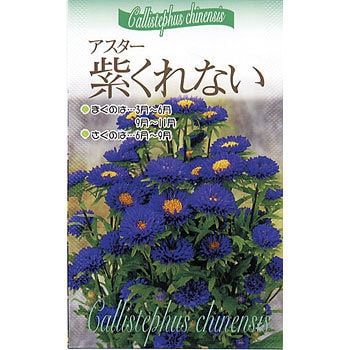 アスター 紫くれない - 福花園