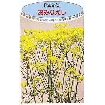 【タネ】おみなえし 福花園