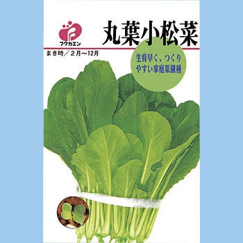 こまつな 丸葉小松菜 福花園
