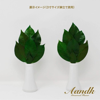 プレミアム プリザーブド榊SS A&K