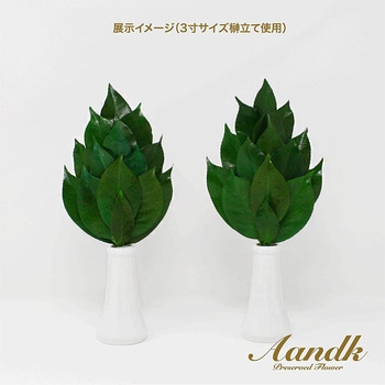 プレミアム プリザーブド榊SV A&K