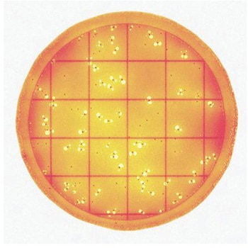 ペトリフィルム(TM)培地(冷蔵) Solventum(ソルベンタム)(旧スリーエム ヘルスケア)