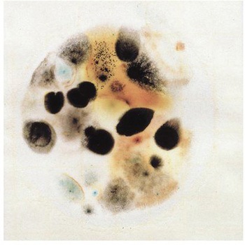 ペトリフィルム(TM)培地(冷蔵) Solventum(ソルベンタム)(旧スリーエム ヘルスケア)