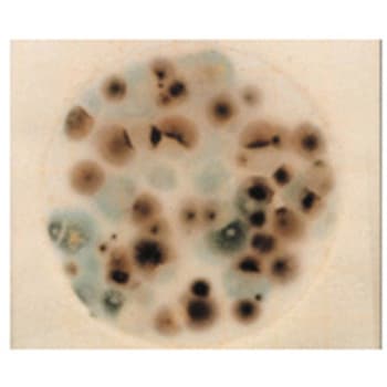 ペトリフィルム(TM)培地(冷蔵) Solventum(ソルベンタム)(旧スリーエム ヘルスケア)