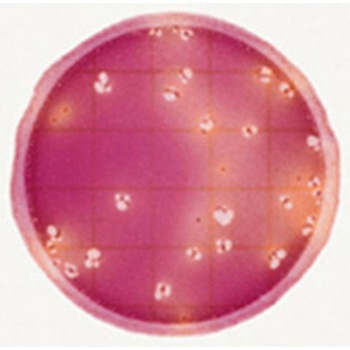 ペトリフィルム(TM)培地(冷蔵) Solventum(ソルベンタム)(旧スリーエム ヘルスケア)