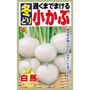【種 たね タネ】遅くまでまける 冬どり 小かぶ アタリヤ農園