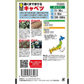【種 たね タネ】遅くまでまける 冬どり キャベツ アタリヤ農園