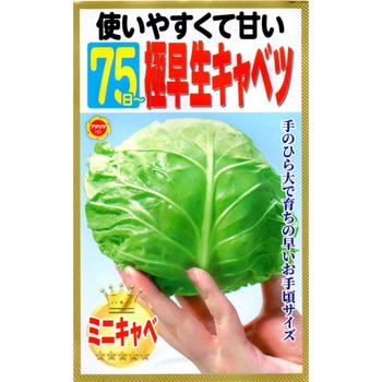【種 たね タネ】使いやすくて甘い 75日～ 極早生キャベツ アタリヤ農園