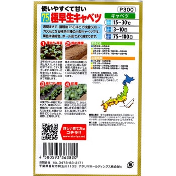 【種 たね タネ】使いやすくて甘い 75日～ 極早生キャベツ アタリヤ農園