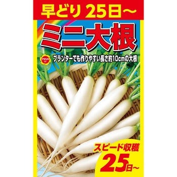 【種 たね タネ】早どり ミニ大根 だいこん アタリヤ農園