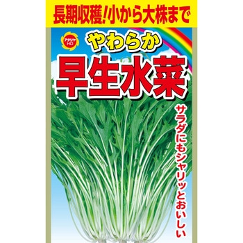【種 たね タネ】やわらか 早生水菜 アタリヤ農園
