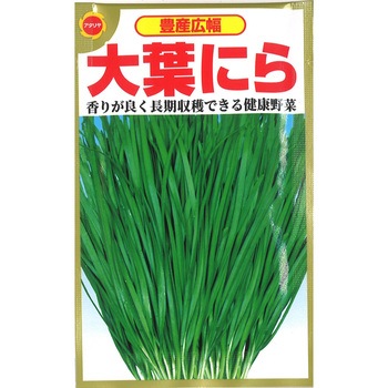 【種 たね タネ】豊産広幅 大葉にら - アタリヤ農園