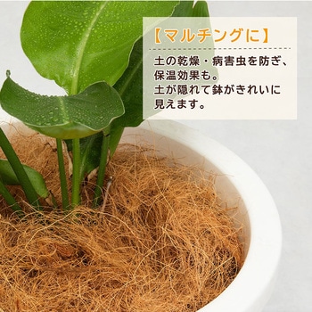 ココヤシファイバー 100g アストロ