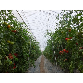 【オーダー】カゲナシ5 タキロンシーアイ