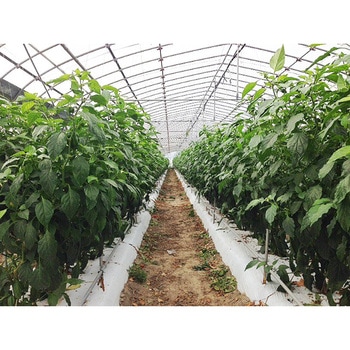 【オーダー】コーティング5+1 紫外線カット タキロンシーアイ