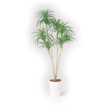 AS-YG15 �l�H�A��H1500 LION (���C�I��������) 59872688