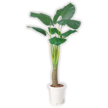 AS-KI15 �l�H�A��H1500 LION (���C�I��������) 59872706