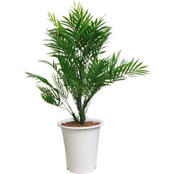 AS-PAP �l�H�A��H1500 LION (���C�I��������) 59872742