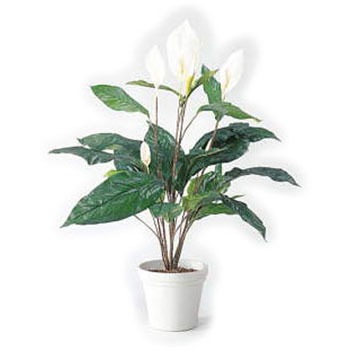 GS-124 �l�H�A��H1500 LION (���C�I��������) 59872785