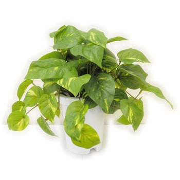 人工植物H1500 LION (ライオン事務器)