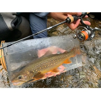 DwarveXX(24) TRANSCENDENCE(トランスセンデンス)