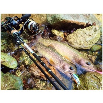 DwarveXX(24) TRANSCENDENCE(トランスセンデンス)