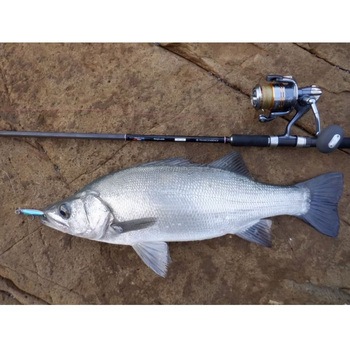 23 Empinado 91S+ Rev.2 TRANSCENDENCE(トランスセンデンス)