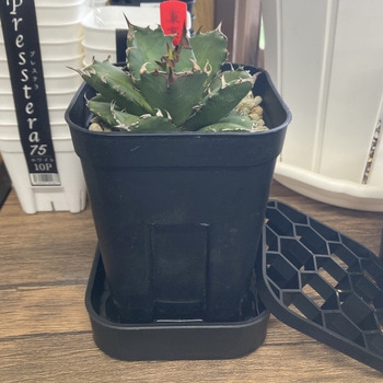 プレステラプレート120 2個組 アップルウェアー