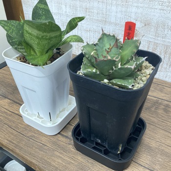 プレステラプレート120 2個組 アップルウェアー