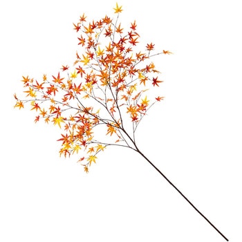 いろはもみじ大枝 MAGIQ(東京堂)