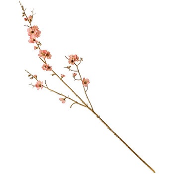 まりか梅枝 MAGIQ(東京堂)