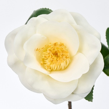 まつり椿 小 - MAGIQ(東京堂)