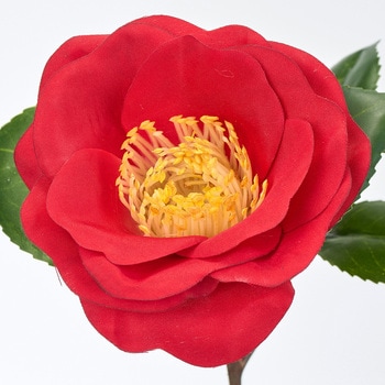 まつり椿 小 - MAGIQ(東京堂)