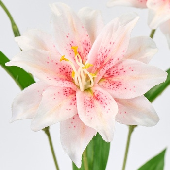 ダブルリリースプレー MAGIQ(東京堂)