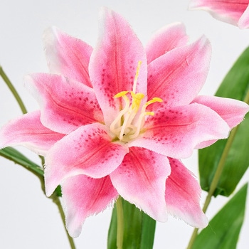 ダブルリリースプレー MAGIQ(東京堂)