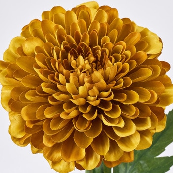 マルガリーテマム MAGIQ(東京堂)